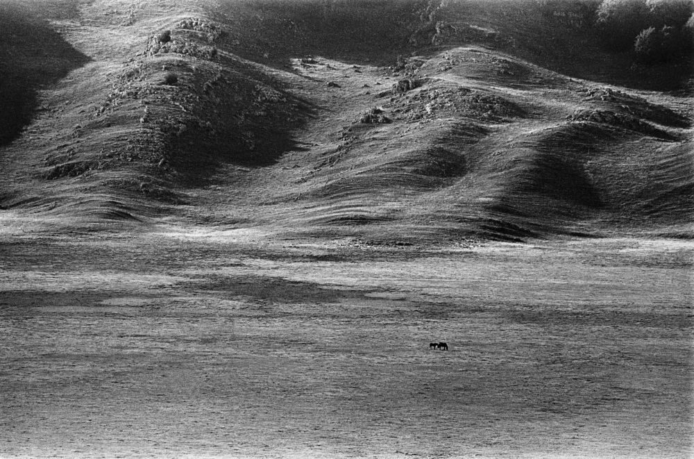 Two horses