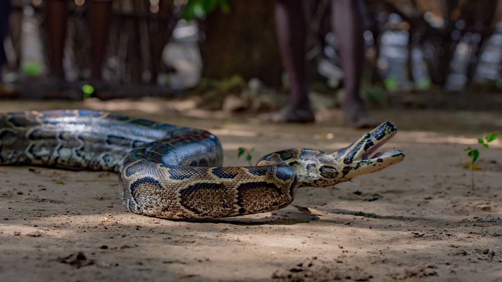 African Python