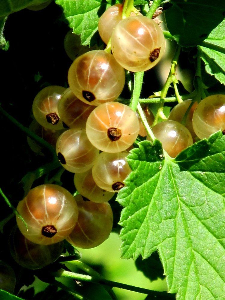 Белая смородина. Россия