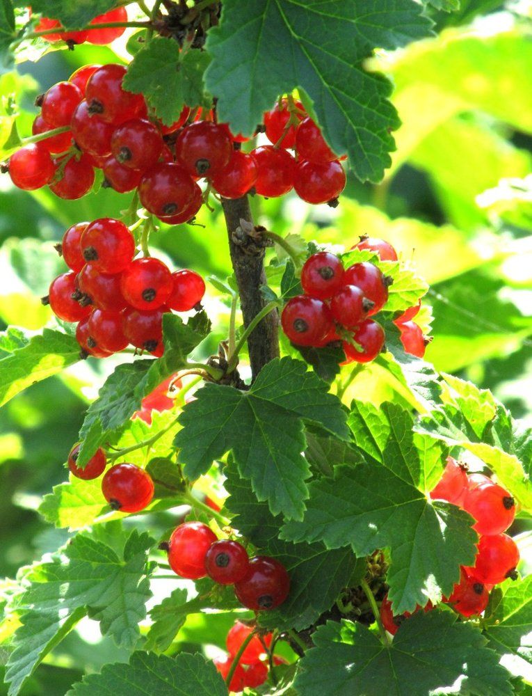 Красная смородина. Россия