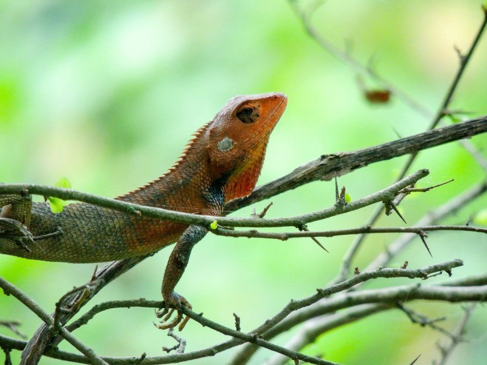 Lizard