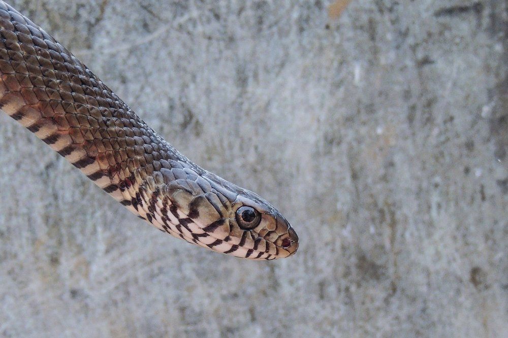 A Snake