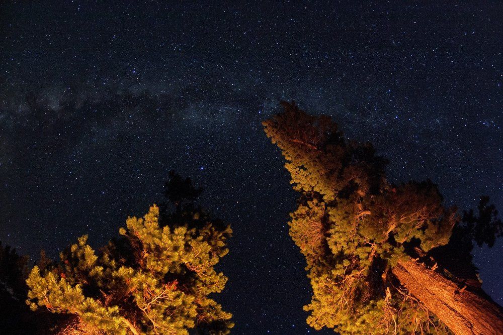 Кедры и млечный путь