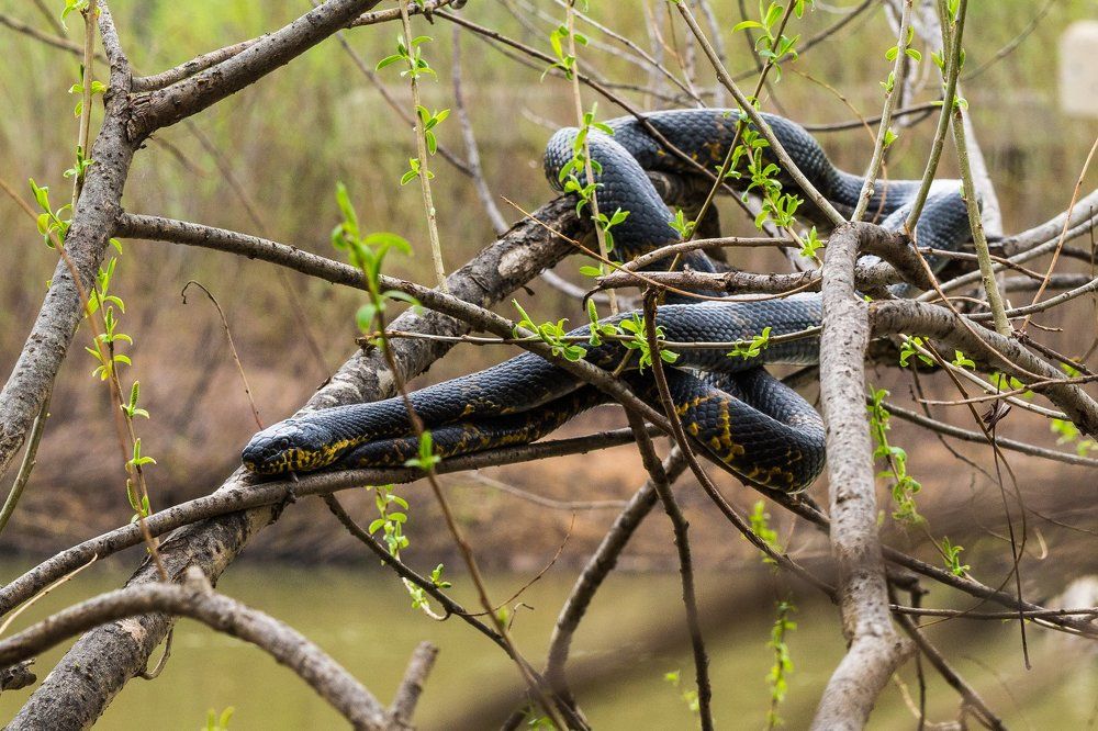 Полоз амурский