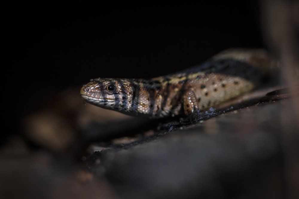 Наблюдатель