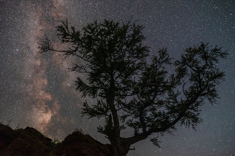 Древо и вечность