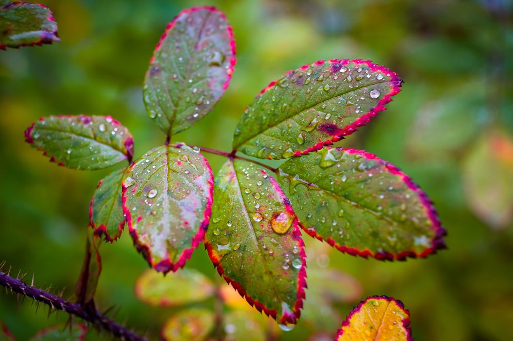 Осень наступает / autumn is coming