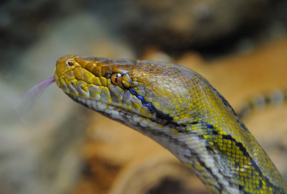 Snake Profile