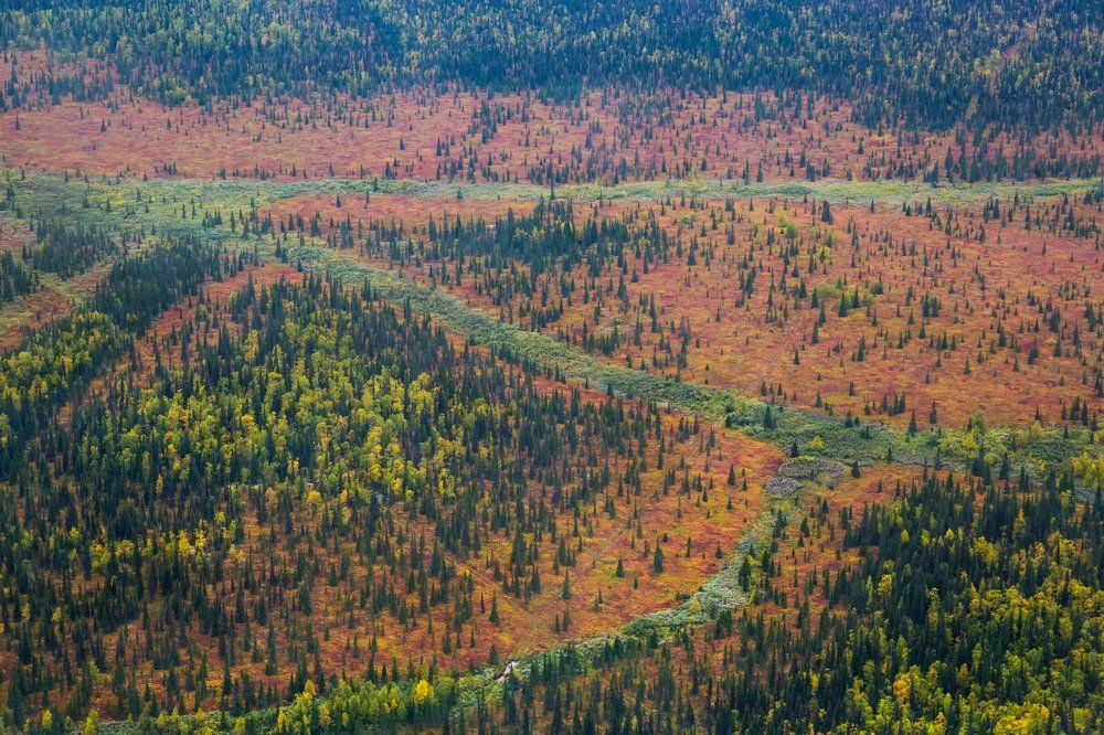 Осень в лесотундре