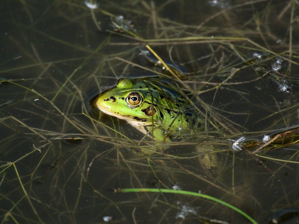В своей среде