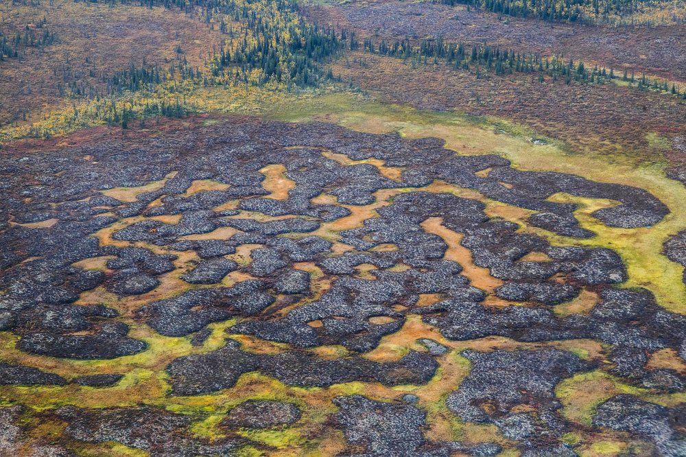 Мшанники - манники