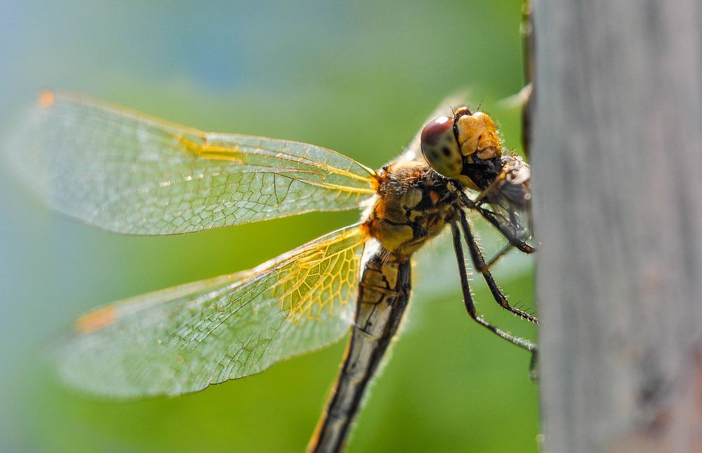 Photograph by Олеся zme