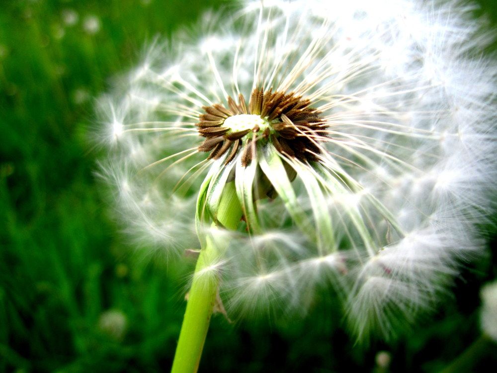 dandelion