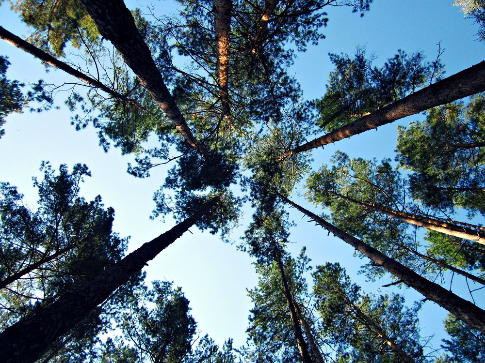 Photograph by Алина Лукащук