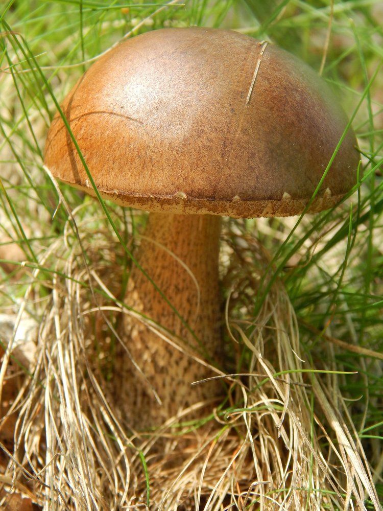 Фотография автора Stanislav Kompaniiets