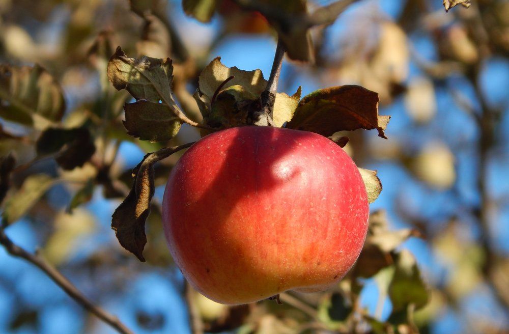 Фотография автора Stanislav Kompaniiets