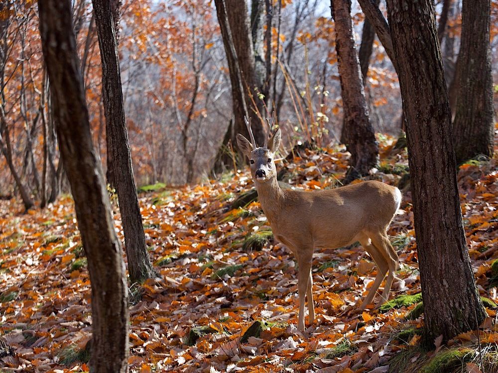 тёплая осень