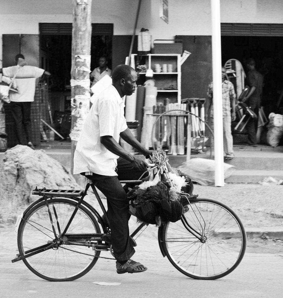 Куры под рулем