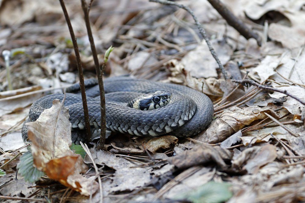 На апрельском солнышке