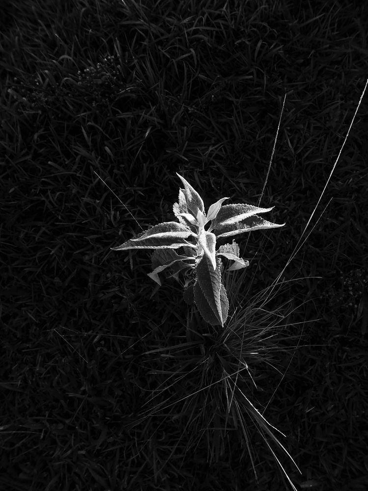 Photo 03 of the Black Flowers Series
