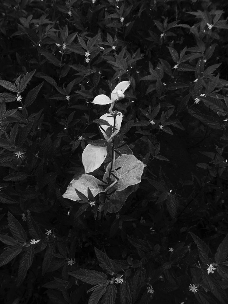 Photo 05 of the Black Flowers Series