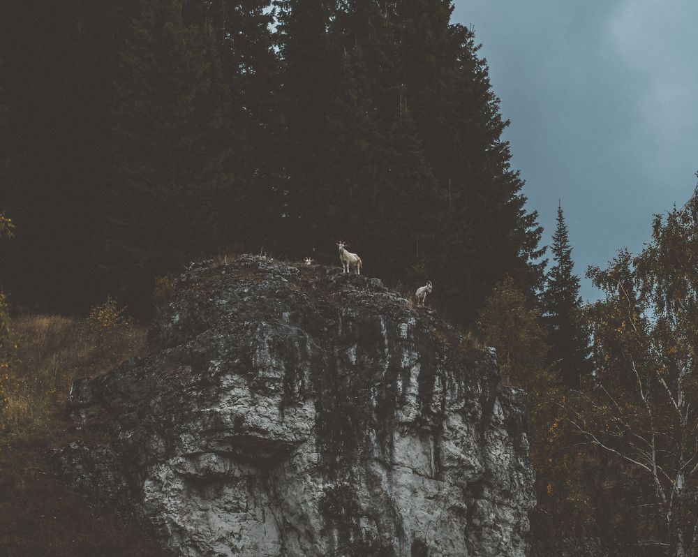 Покорители вершин