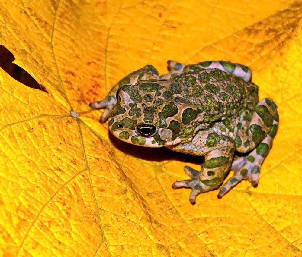 Глубокая осень.