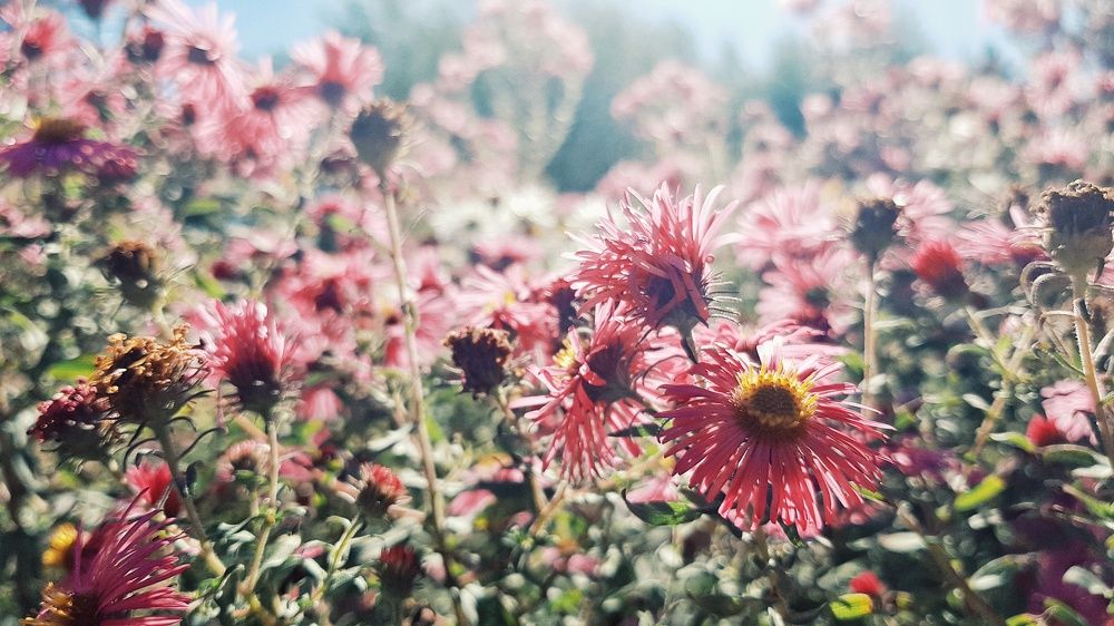 Flowers