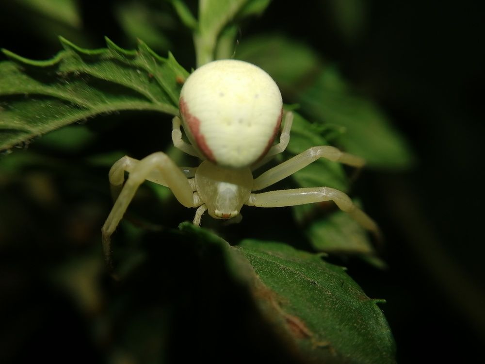 Цветочный паук.