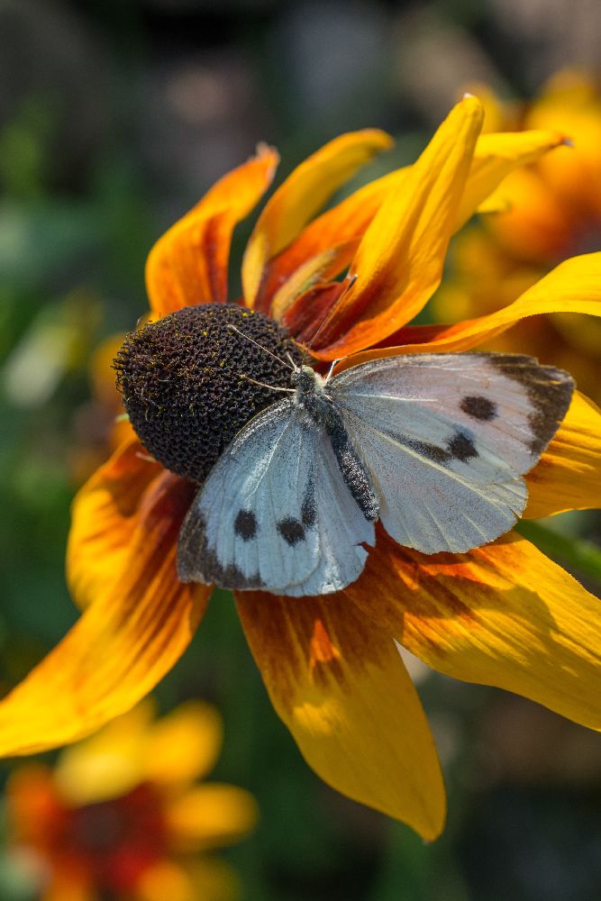 Капустница