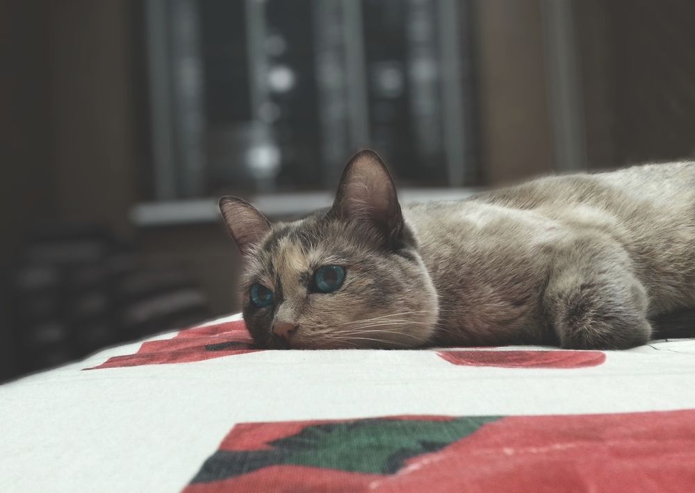 Задумчивая грусть.