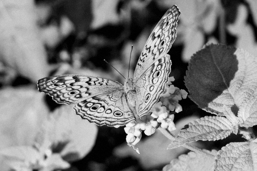 The butterfly (B&W)