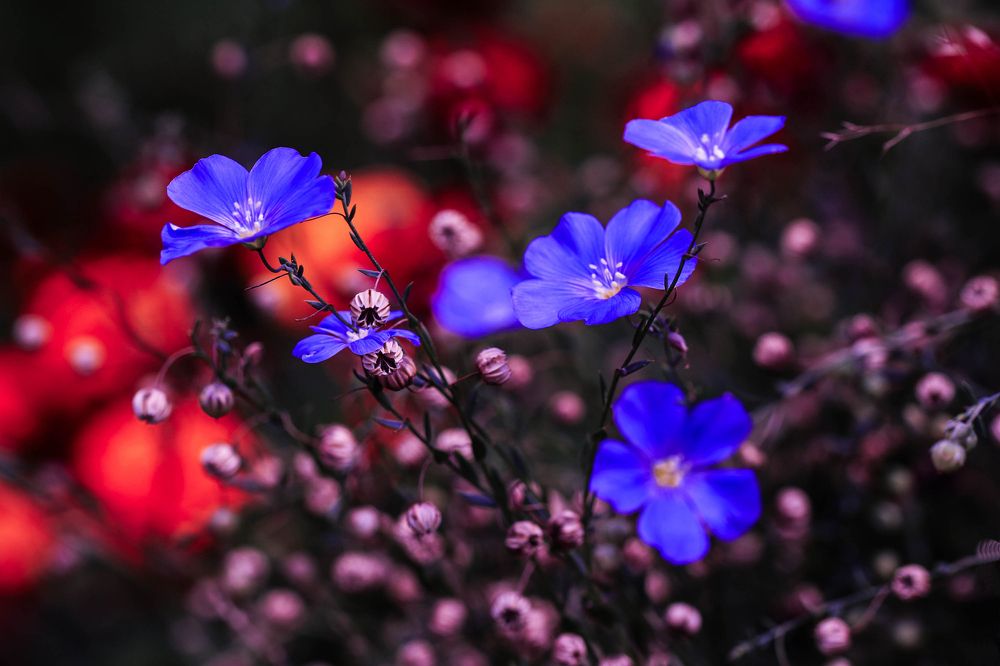 Горит, как пламя, синий лен