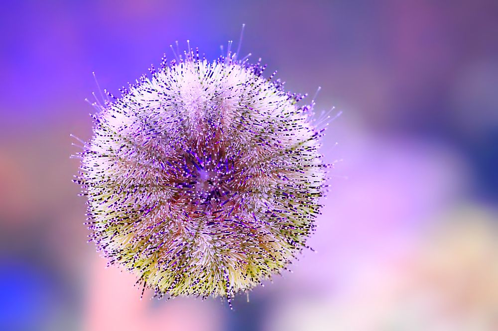 А в душе я милый и пушистый...