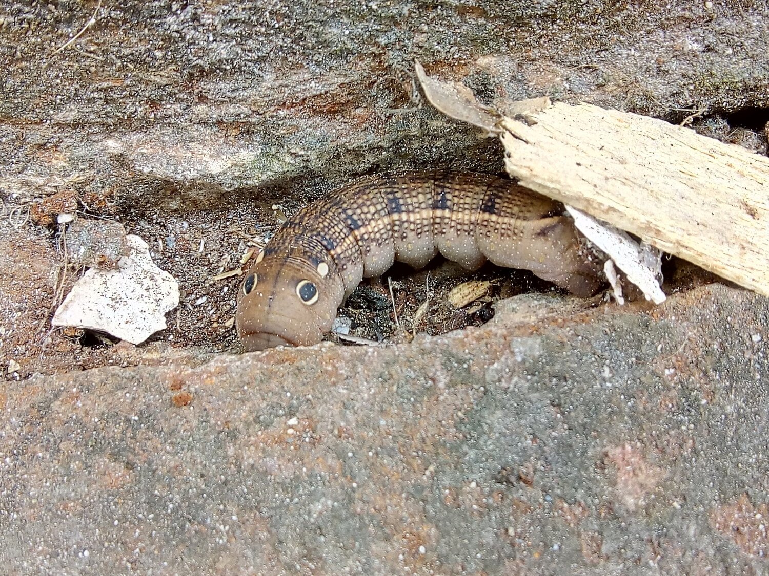 Papilio troilus larva