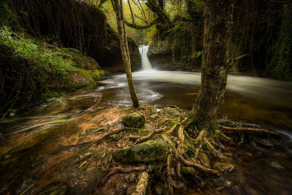 When the trees come down to drink in the river.