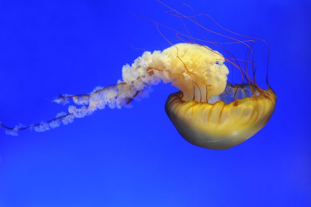 Like Human Face UFO Like Jellyfish