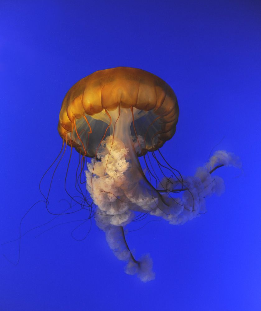 Jelly Dancing