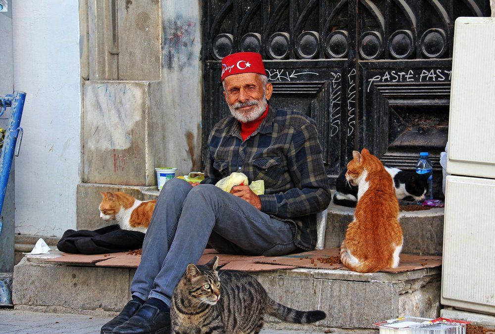 Feeder of homeless cats Кормилец бездомных кошек