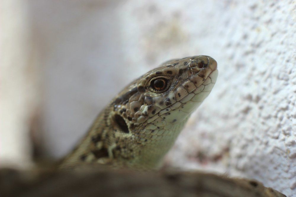 любопытство