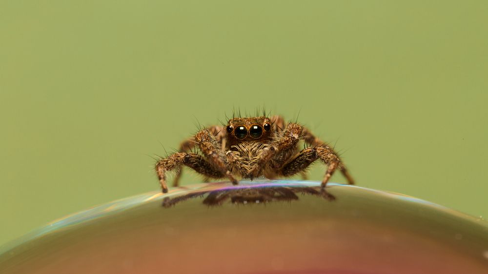 Curious Jumper