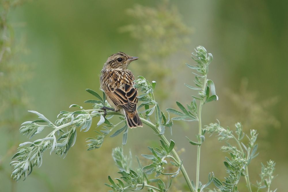 Луговой чекан, молодая птица
