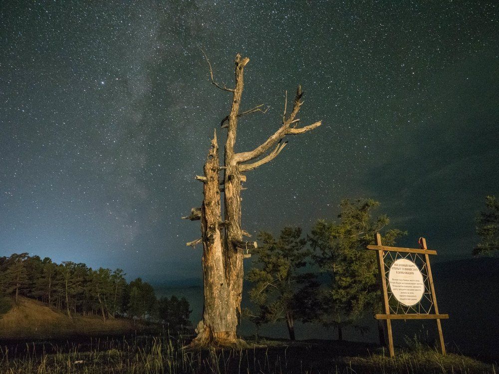 Лиственница