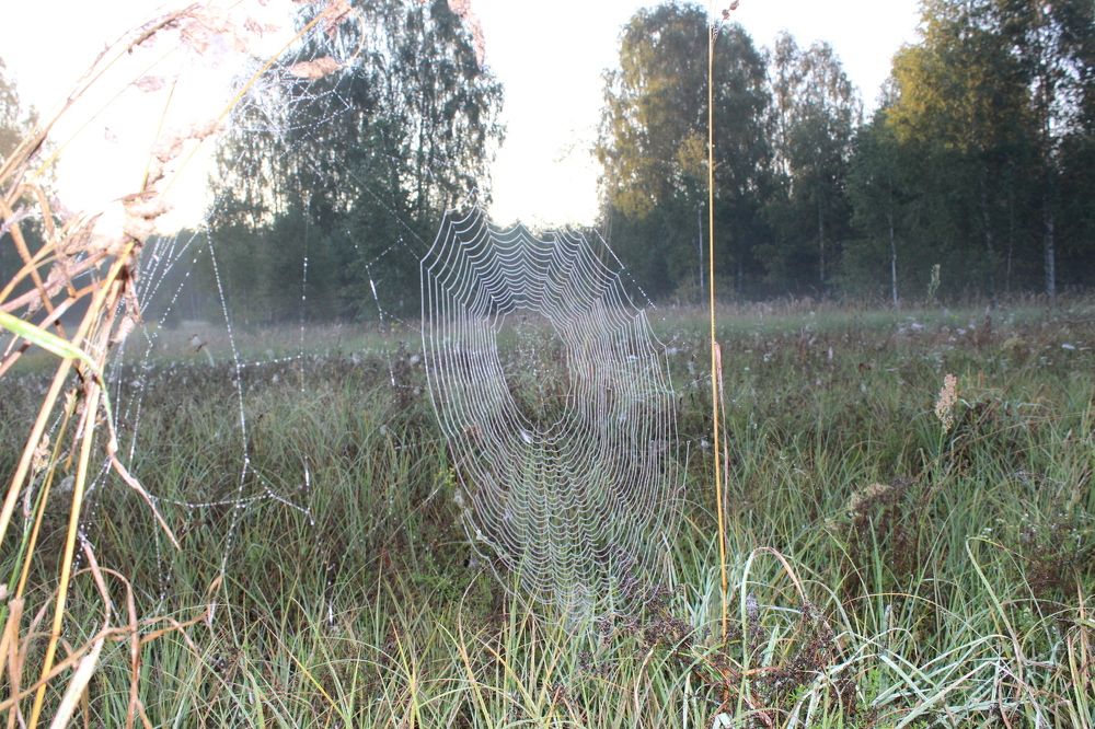 Ловчие сети на рассвете