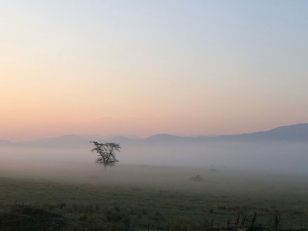 Туманное утро