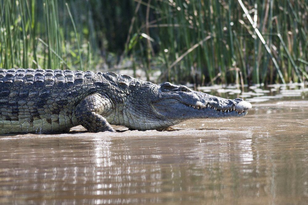 Нильский крокодип