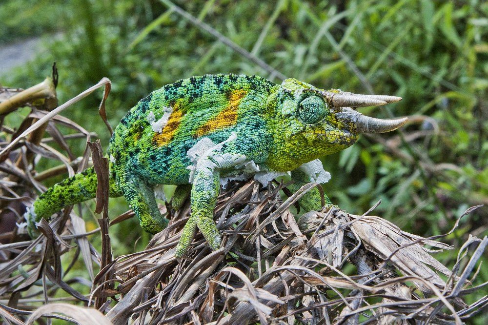 Трехрогий хамелеон