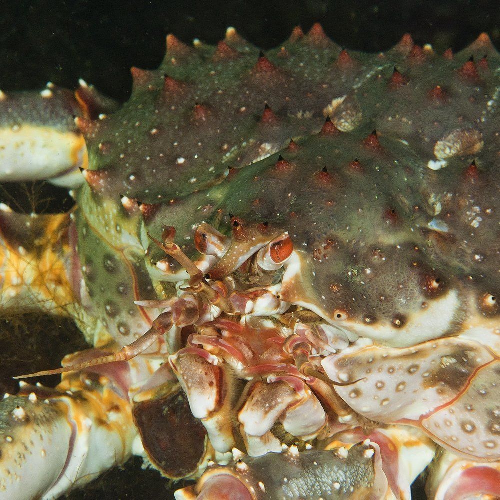 Камчатский краб