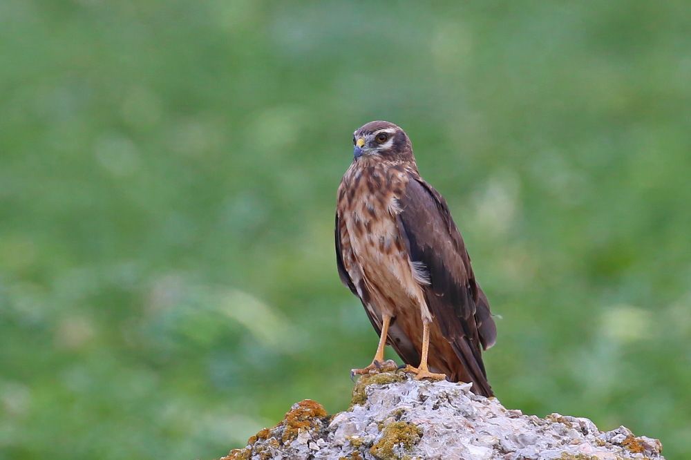 Высоко сижу, далеко гляжу