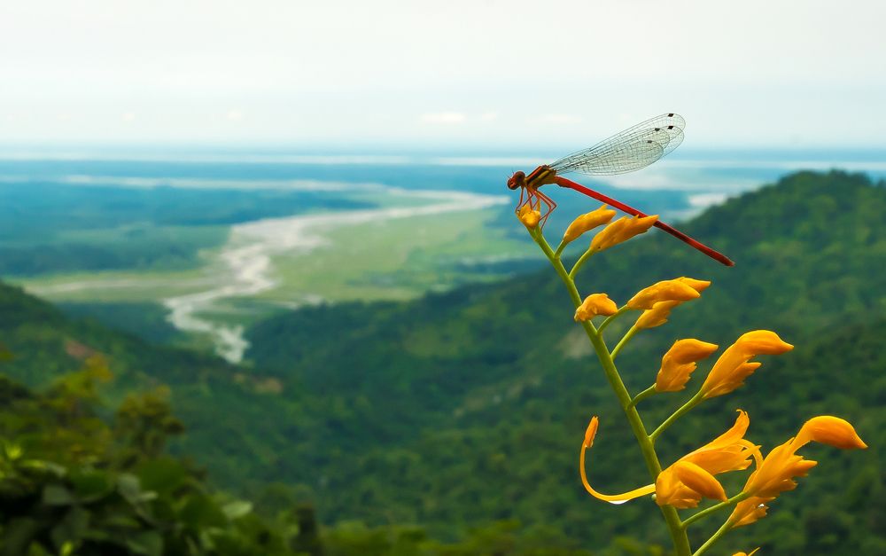 Damesfly from Darjeeling hills